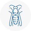 Worsbrough Wasp Nest Removal